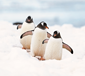 Antarctica Expedition Penguins