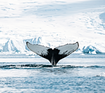 Antarctica Expedition Whale Tail